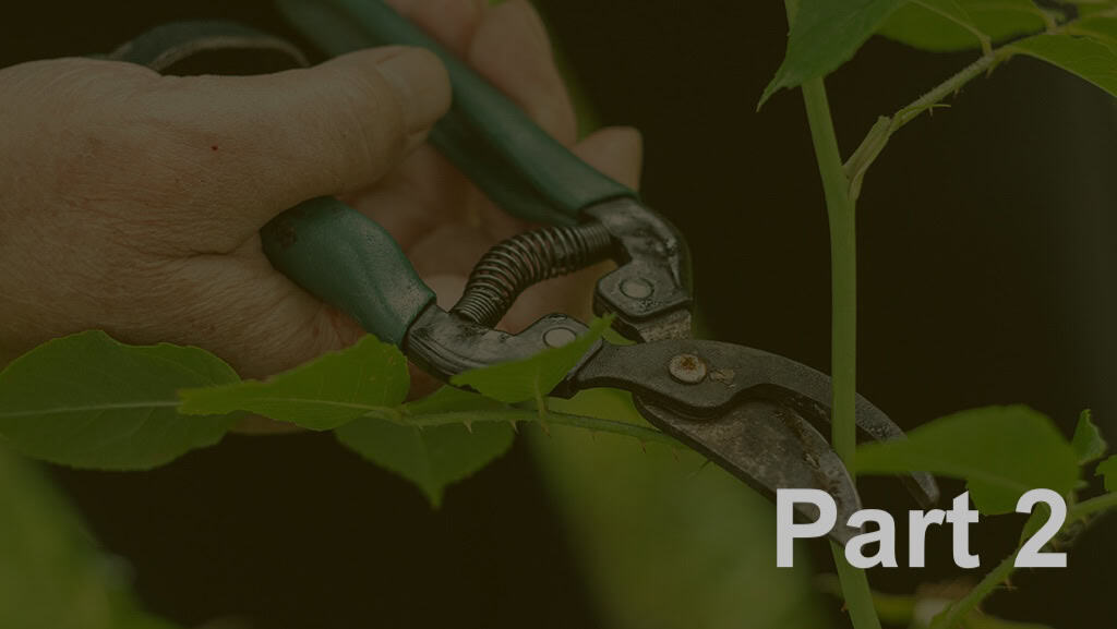 The Pruning Process – Part 2